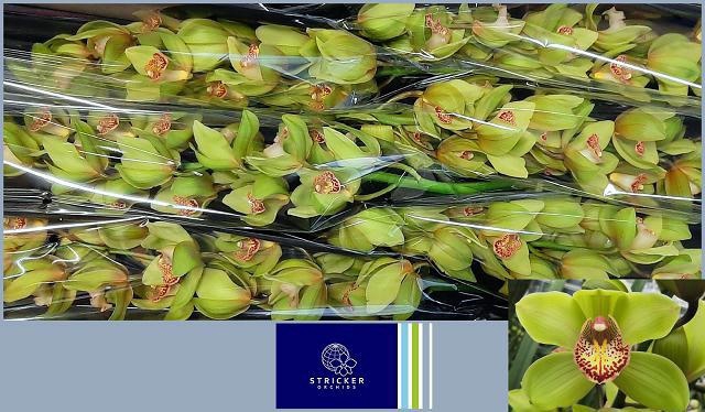 <h4>CYMB T MELISSA</h4>