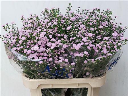 Aster Astee Baby Pink