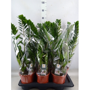 Zamioculcas zamiifolia