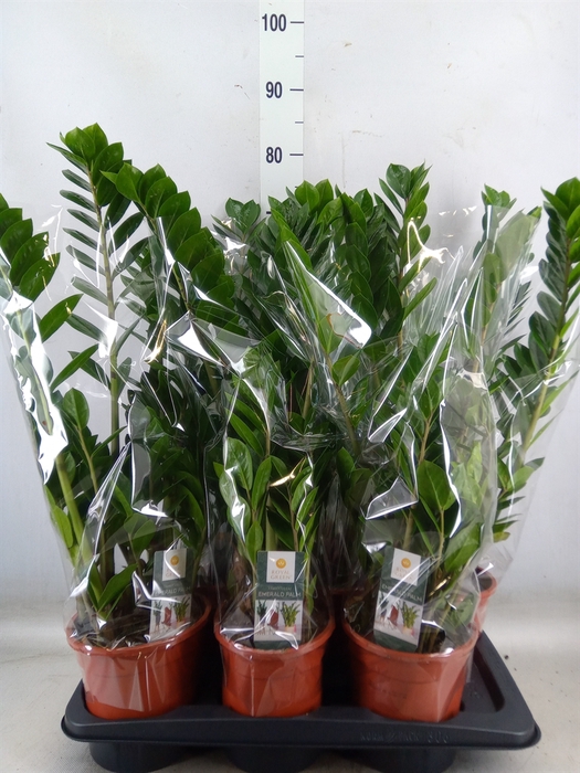 <h4>Zamioculcas zamiifolia</h4>