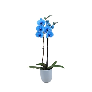 Hugo Blue Light Phal I Am Blue 2T14+