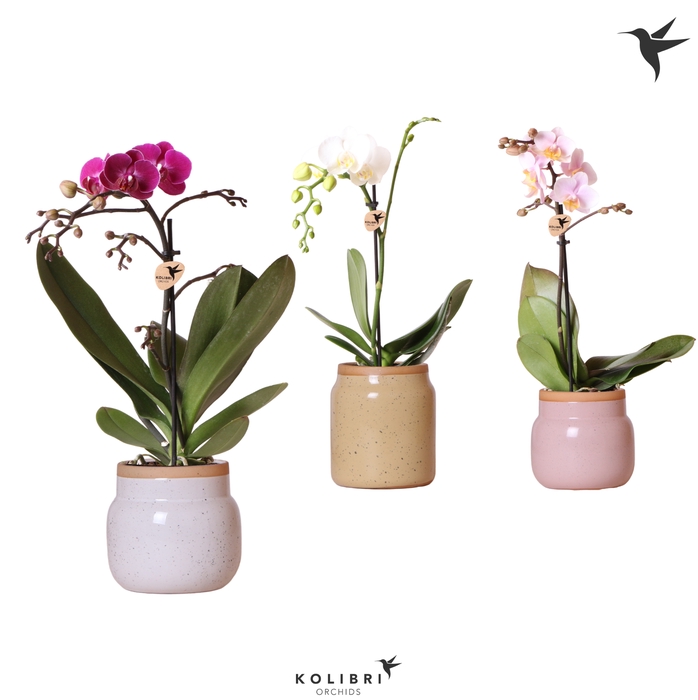 <h4>Phal Kolibri Gemengd 1 Tak Keramiek Vintage Bowl</h4>