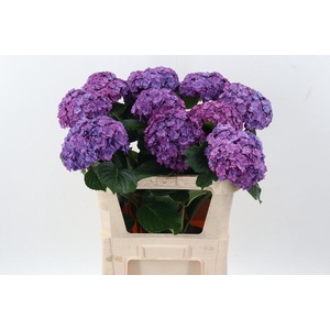 Hydr M Roy Anasta Rs