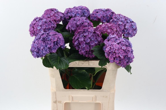 <h4>Hydr M Roy Anasta Rs</h4>