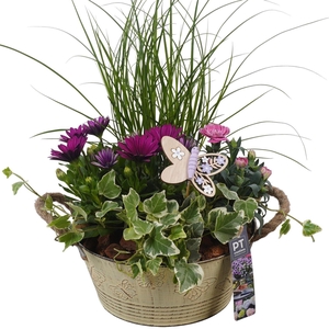 Arr.   Perkplanten L%