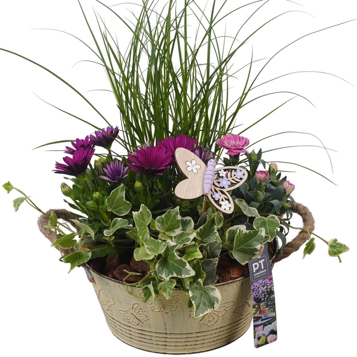 Arr.   Perkplanten L%