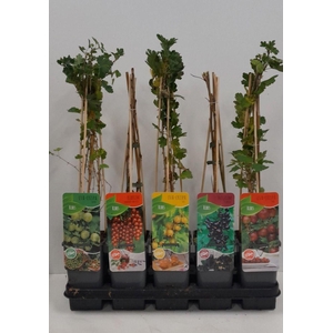 Ribes mix; zwarte bes, rode bes, kruisbes