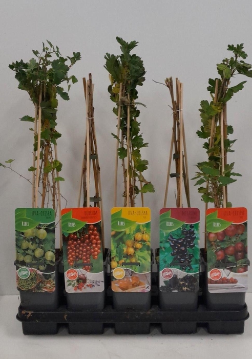 <h4>Ribes mix; zwarte bes, rode bes, kruisbes</h4>