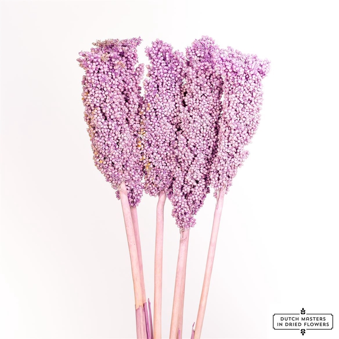 <h4>Dried Sorghum 6pc Milka Bunch</h4>