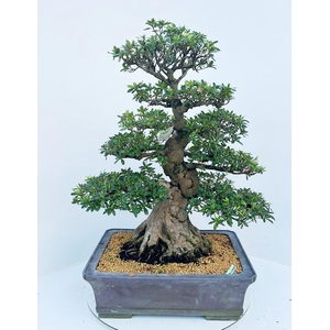 Rhododendron indicum 