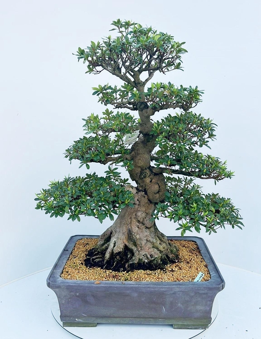 <h4>Rhododendron indicum "ai-no-tsuki", pot 45cm. Height 85cm. (single item)</h4>