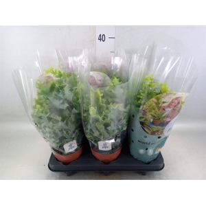 Phlebodium aureum 'Davana'