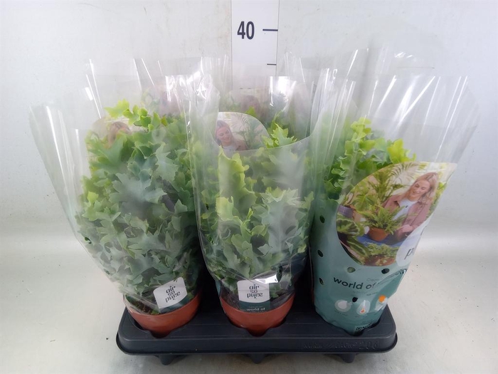 <h4>Phlebodium aureum 'Davana'</h4>