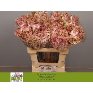 SYR HY MAIDENS BLUSH