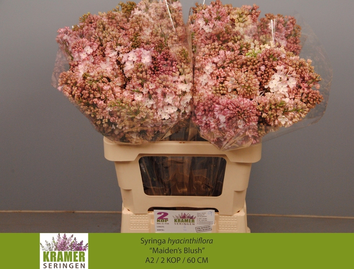 <h4>SYR HY MAIDENS BLUSH</h4>
