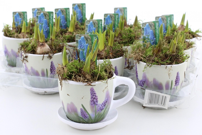 <h4>ARR MUSCARI</h4>