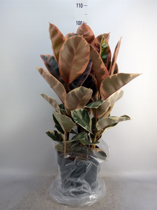 <h4>Ficus elastica 'Belize'</h4>