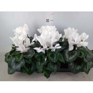Cyclamen GR 'Mammoth'