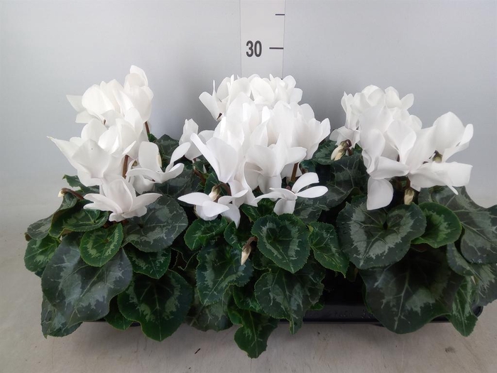 <h4>Cyclamen GR 'Mammoth'</h4>