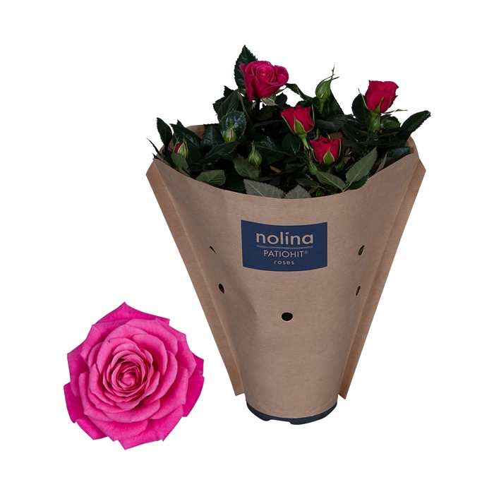 <h4>Nolina Roses Ø 13 cm Deep pink Paper sleeve</h4>
