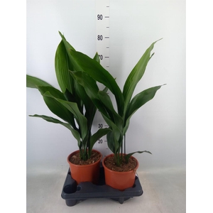 Aspidistra elat.