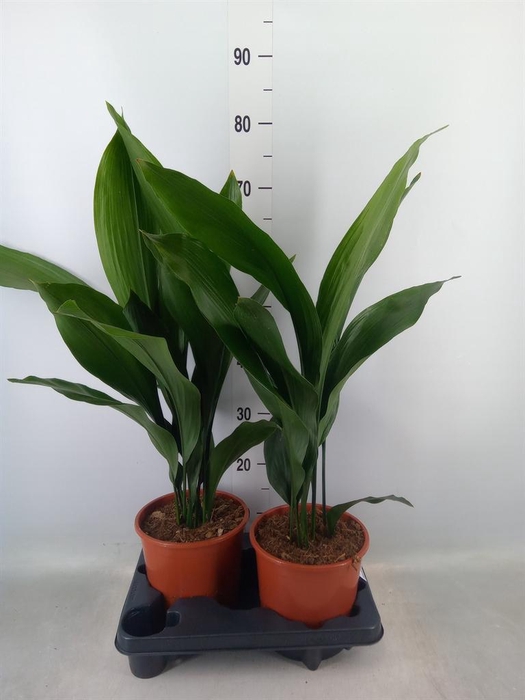 <h4>Aspidistra elat.</h4>