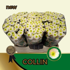 CHR S COLLIN