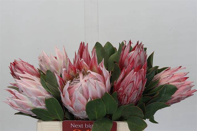 <h4>PROTEA CYNAROIDES</h4>