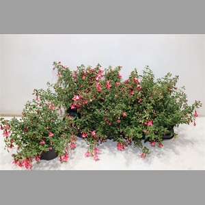 Fuchsia Lady Thumb