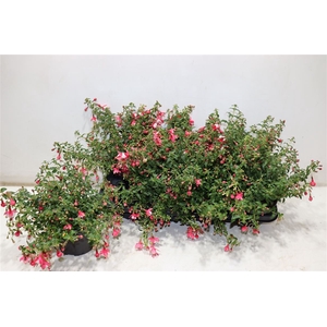 Fuchsia Lady Thumb