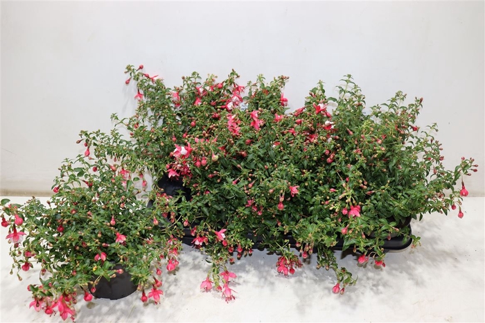 <h4>Fuchsia Lady Thumb</h4>