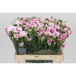 Dianthus Tr Solandis Blushfly