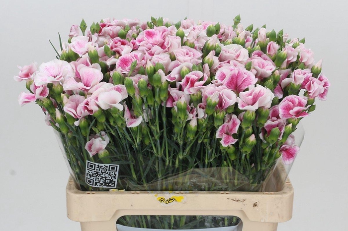 <h4>Dianthus Tr Solandis Blushfly</h4>