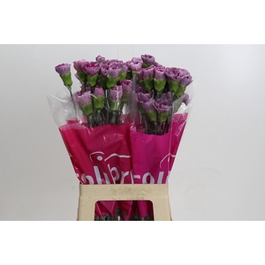 Dianthus St Hypnosis