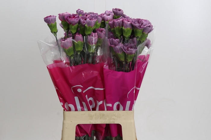 <h4>Dianthus St Hypnosis</h4>