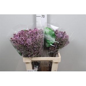 Syr V Dark Koster 4+