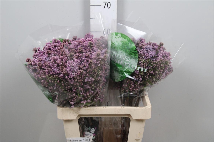 <h4>Syr V Dark Koster 4+</h4>