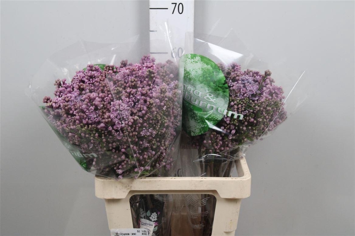 <h4>Syr V Dark Koster 4+</h4>