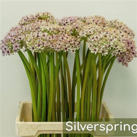 <h4>Allium Silverspring</h4>