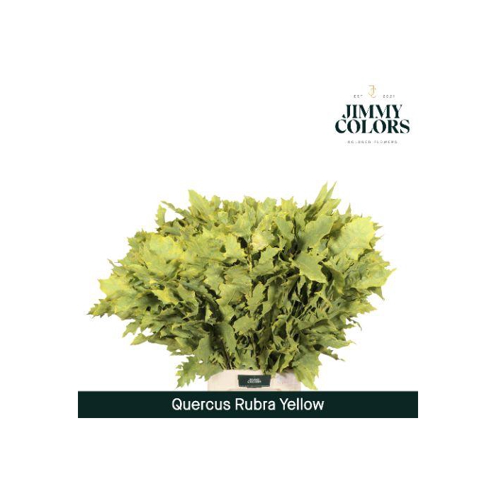 <h4>Quercus Rubra L80 Yellow</h4>