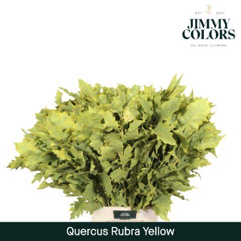 <h4>Quercus Rubra L80 Yellow</h4>
