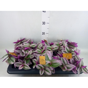 Tradescantia cerinth. 'Nanouk'
