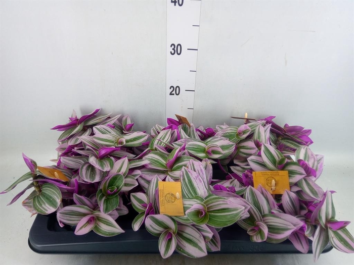 <h4>Tradescantia cerinth. 'Nanouk'</h4>