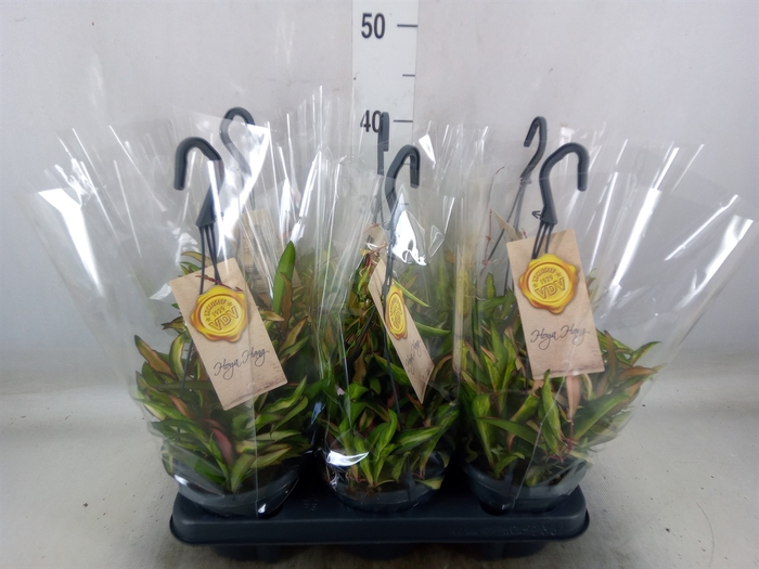 <h4>Hoya wayetii 'Tricolor'</h4>