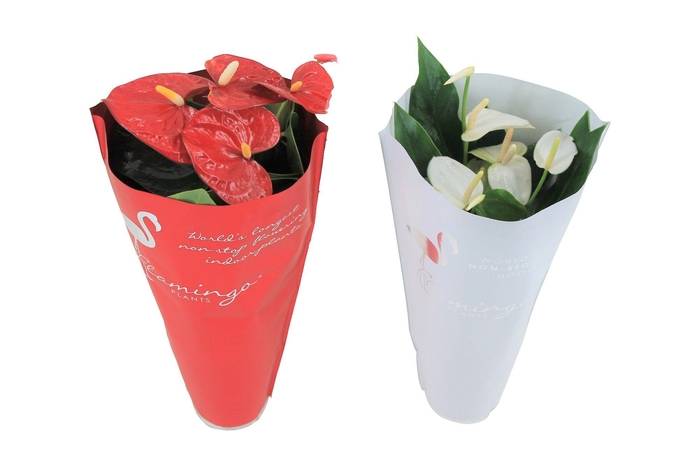 <h4>Anthurium Flamingomix 9cm rood/wit</h4>