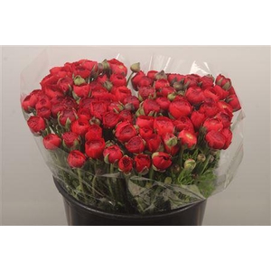 Ran. Elegance Red Extra