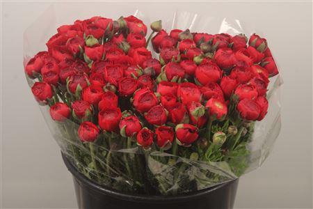 <h4>Ran. Elegance Red Extra</h4>