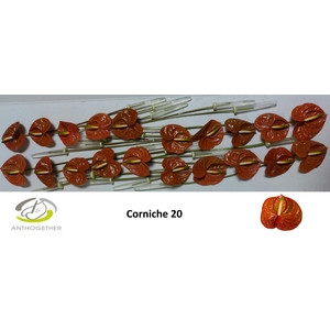 ANTH A CORNICHE 20