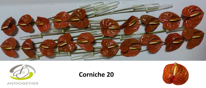 <h4>ANTH A CORNICHE 20</h4>