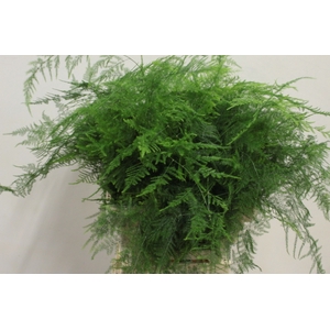 BLAD ASPARAGUS EXTRA VEREN X50